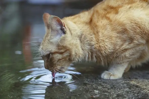 Katze trinkt Wasser aus einer Pfütze