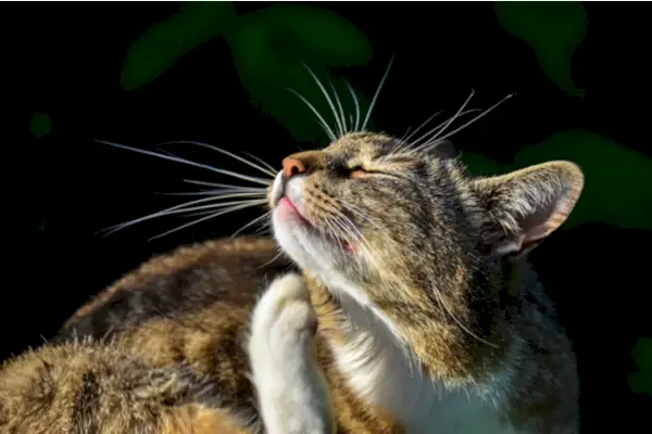 Katze kratzt aufgrund von Allergien