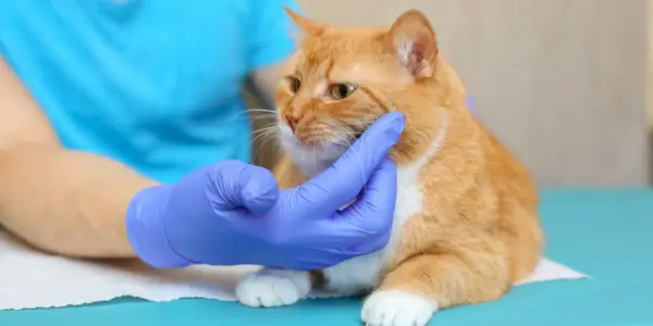 Gatto con pelo rosso dal veterinario