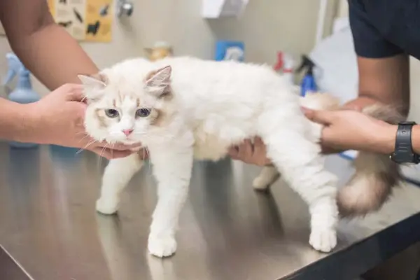 Lipome chez le chat : vétérinaire examinant un chat