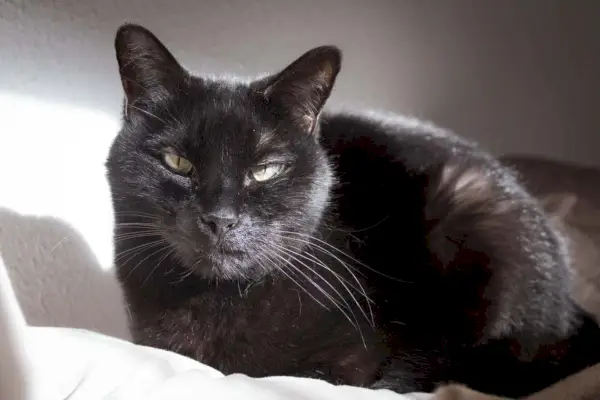 Lipom bei Katzen: Schwarze Katze mit einem sichtbaren Knoten oder Tumor auf der Lippe.