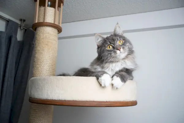 Grijswitte Maine Coon langharige kat rust bovenop een krabpaal en kantelt zijn hoofd in een charmante houding