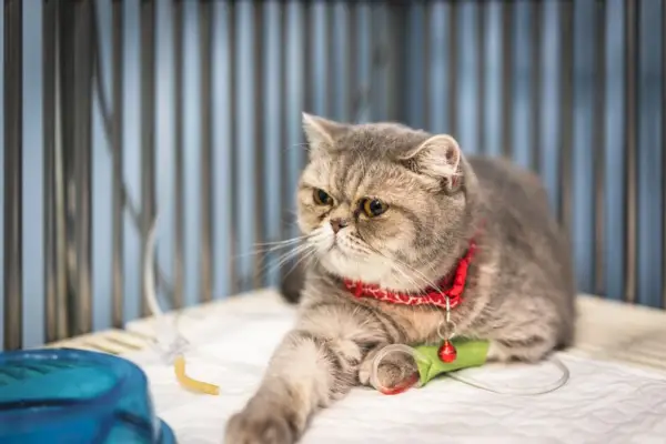 Kočka Scottish Fold podstupuje intravenózní tekutinovou terapii na veterinární klinice