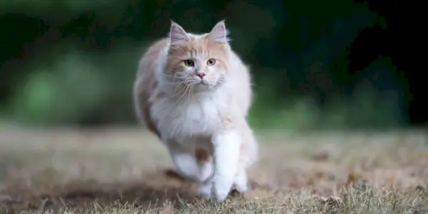 Aktivna mačka Maine Coon v gibanju, ki se sprehaja po vrtu s pridihom radovednosti in raziskovanja