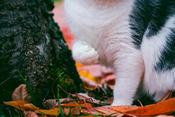 Katt sitter i parken med det ene fremre benet løftet opp.