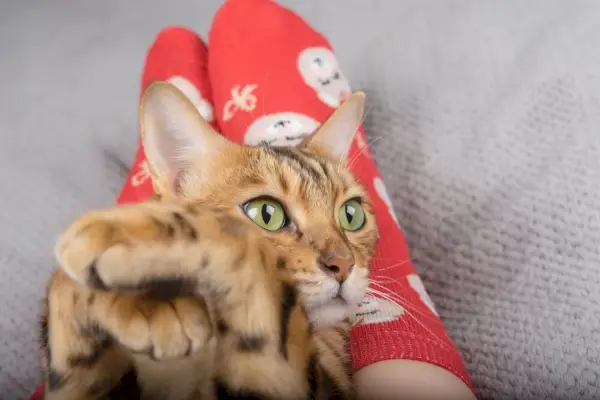 El gato doméstico yace sobre el dueño.