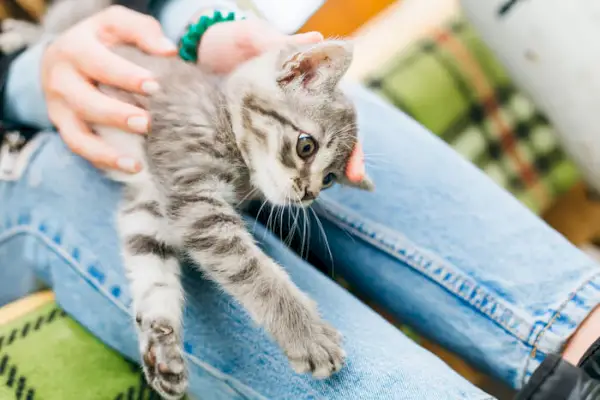 Une image illustrant le thème de l'adresse à un chat qui vomit du sang.