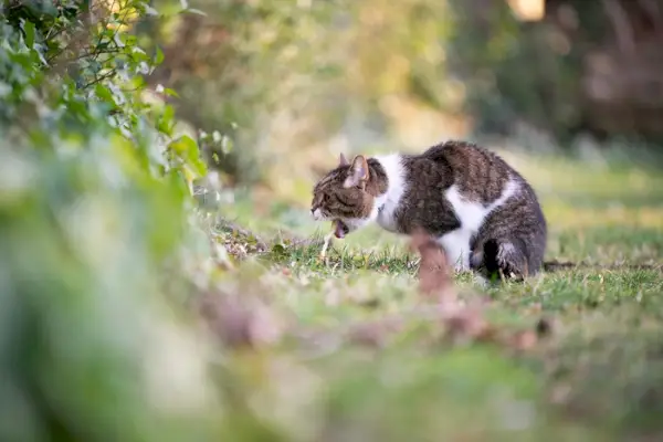 Tratamiento para el gato que vomita sangre.