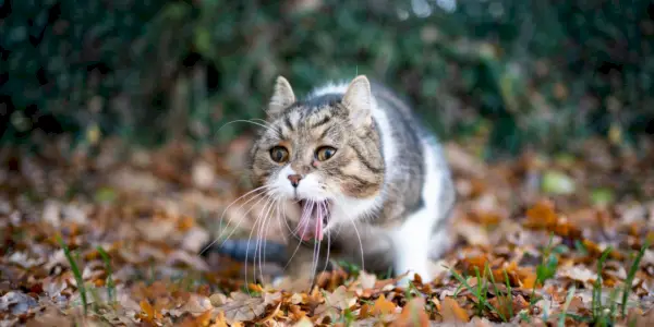 Gato que vomita sangre: causas y tratamiento