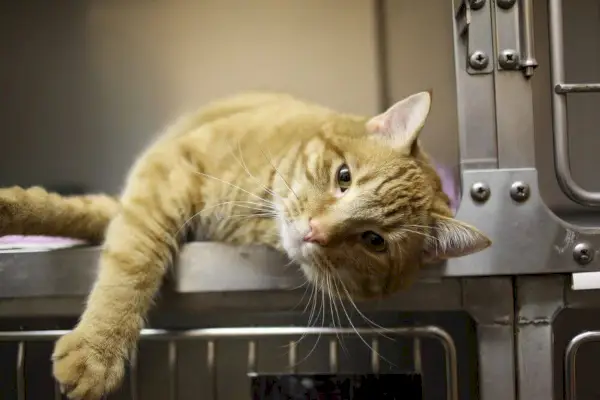 Gato naranja descansando en jaula veterinaria pancreatitis en gatos