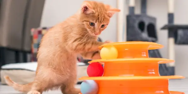 oranje kat spelen