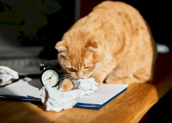 Das Bild zeigt eine verspielte Katze, die sich mit einem Blatt Papier beschäftigt.