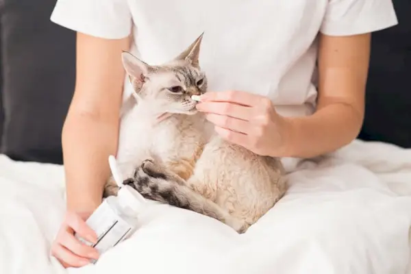 Persona sosteniendo una pastilla a un gato