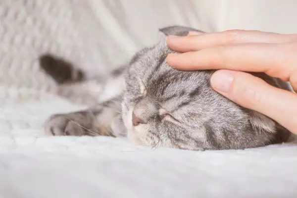 Eine verletzte Katze liebevoll und zärtlich betreuen (TLC).