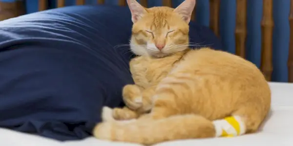 Gato amarelo doente com curativo na cauda