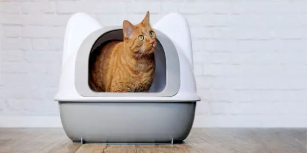 Un lindo gato pelirrojo sentado en una caja de arena, demostrando un comportamiento felino típico en un ambiente sanitario.