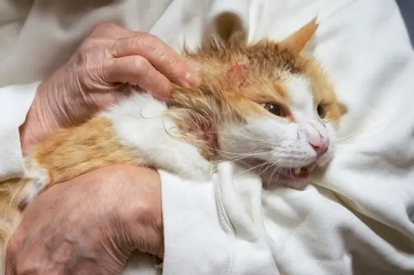 Katze mit einem Hautproblem