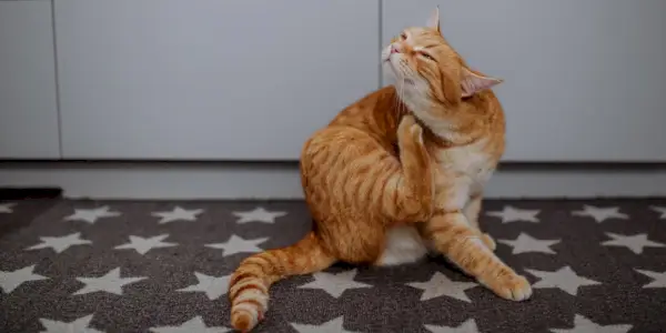 Un chat présentant un inconfort visible, se grattant intensément, ce qui suggère qu'il peut souffrir d'irritations cutanées ou de démangeaisons.