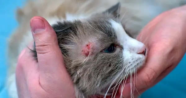 Een container met medicijnen of behandelingen voor huidziekten bij katten, wat mogelijk wijst op een oplossing voor dermatologische problemen bij katten.