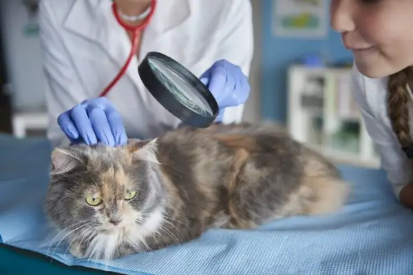 kočka s její kůží prohlédnutou veterinářem