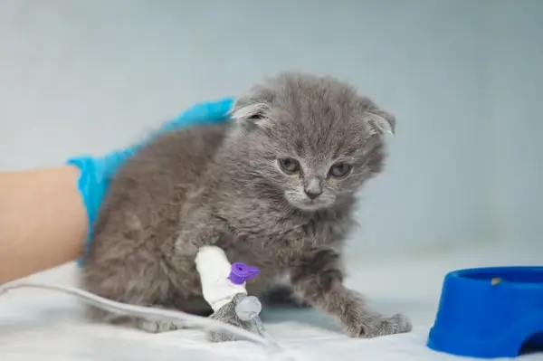 Un'immagine che trasmette il concetto di trasfusione di sangue per un gatto