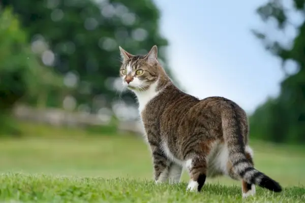 Een schattige Duitse kat met het schattige uiterlijk van een kat uit Duitsland.