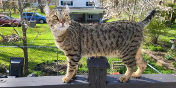 Un gatto che passeggia tranquillamente su un patio o in uno spazio esterno.