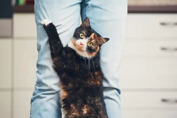 gatto in piedi che si aggrappa a un essere umano