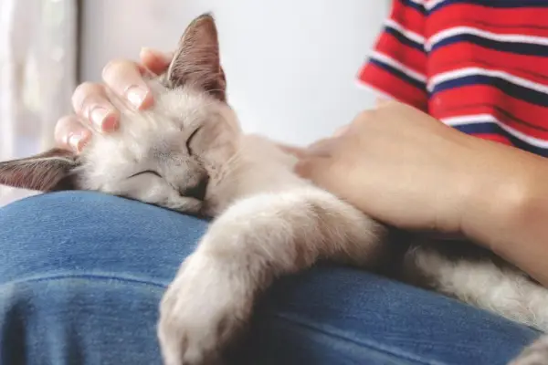 Frau hält kleine weiße Katze im Schlaf