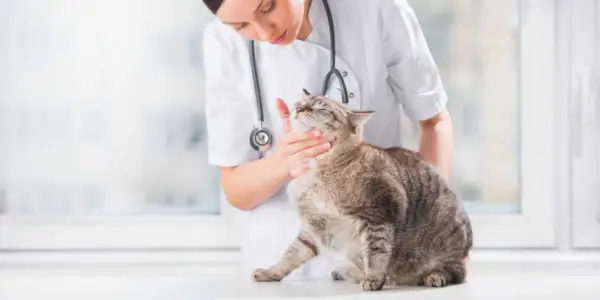 Vétérinaire examinant les dents d'un chat