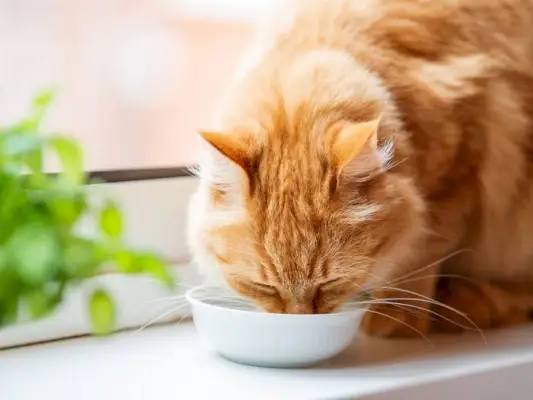 Um gato comendo, enfatizando a importância de fornecer uma nutrição adequada para a saúde e o bem-estar do felino.