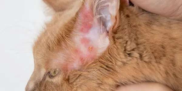 Erupciones en un gato, que ilustran la presencia de irritaciones de la piel y la importancia de abordar los problemas dermatológicos felinos.