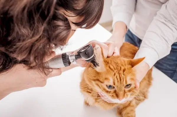 Gato naranja con orejas inspeccionadas en el veterinario