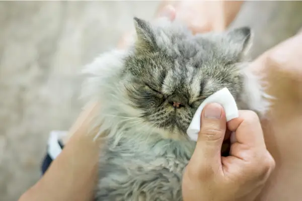 Hoe de ogen en oren van een kat te wassen