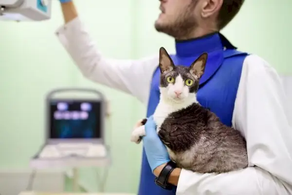 Un'immagine medica che mostra un tumore in un gatto, sottolineando l'importanza della diagnosi precoce e delle cure veterinarie.