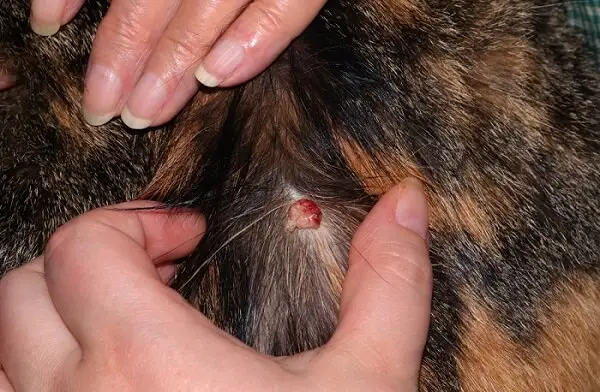 Tumores de pele (histiocitoma) em gatos: causas, sintomas e tratamento