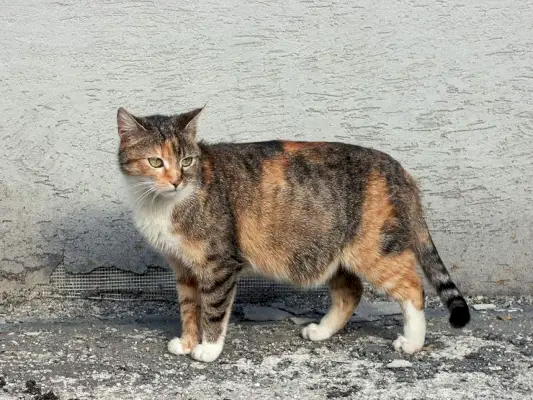 Okužba mačje maternice (piometra): vzroki, simptomi in zdravljenje