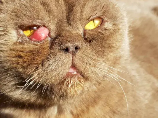 Close up doente da cara do gato britânico. Prolapso do terceiro século, prolapso da glândula lacrimal