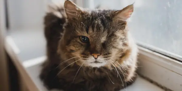 Um gato cinza de um olho só está no parapeito da janela.Doença. Tumor maligno do olho esquerdo. Intervenção cirúrgica. Remoção do globo ocular.