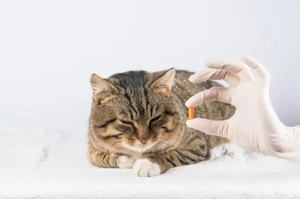 gato recibiendo un medicamento