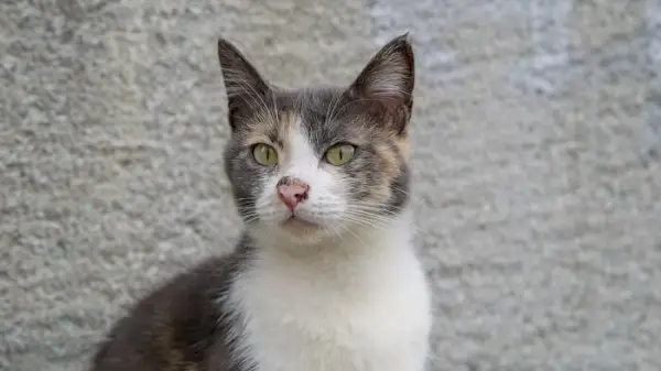 Fortynn calico katt sitter foran grå bakgrunn