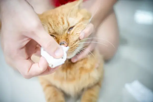 Pessoa limpando um gato