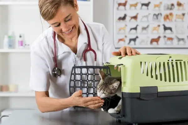 En bild som visar en katt under ett besök hos veterinären