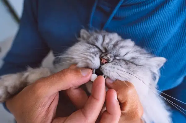 Immagine che illustra il processo di assunzione di medicinali da parte di un gatto, evidenziando la cooperazione tra il proprietario responsabile di un animale domestico e il suo compagno felino nel garantire la corretta somministrazione dei farmaci prescritti per la salute e il recupero.