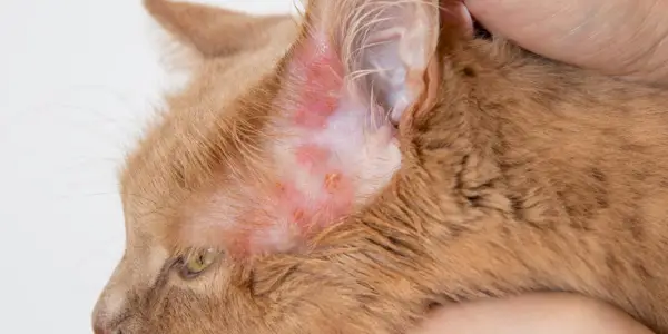 Imagen que muestra el impacto de las infecciones bacterianas en los gatos, que ilustra la importancia de reconocer y tratar dichas infecciones rápidamente para salvaguardar la salud y el bienestar general de los felinos.