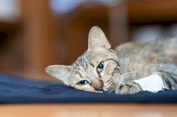 Lage bloeddruk bij katten (hypotensie bij katten): oorzaken, symptomen en behandeling