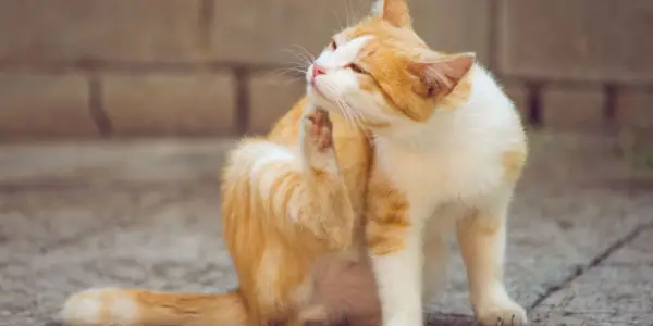 Gatto rosso e bianco che si gratta dietro l'orecchio con la zampa