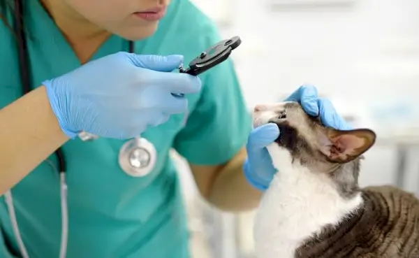 veterinario mirando gato