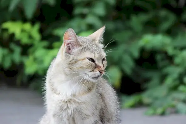 herpesvirus felino e l'immagine in primo piano dell'occhio