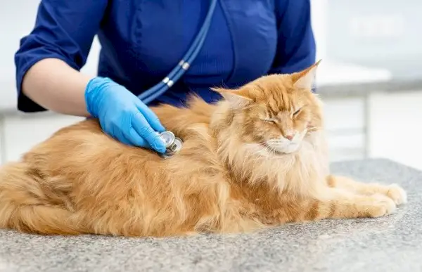 veterinär kontrollerar katt